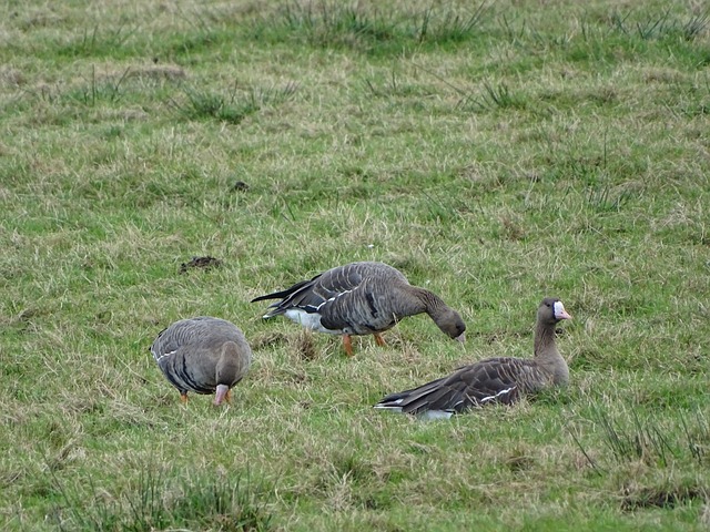 但一场高强 但一场高强